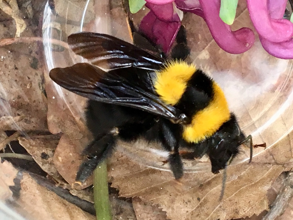 Bombus argillaceus