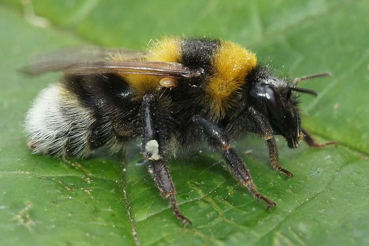 Bombus hortorum
