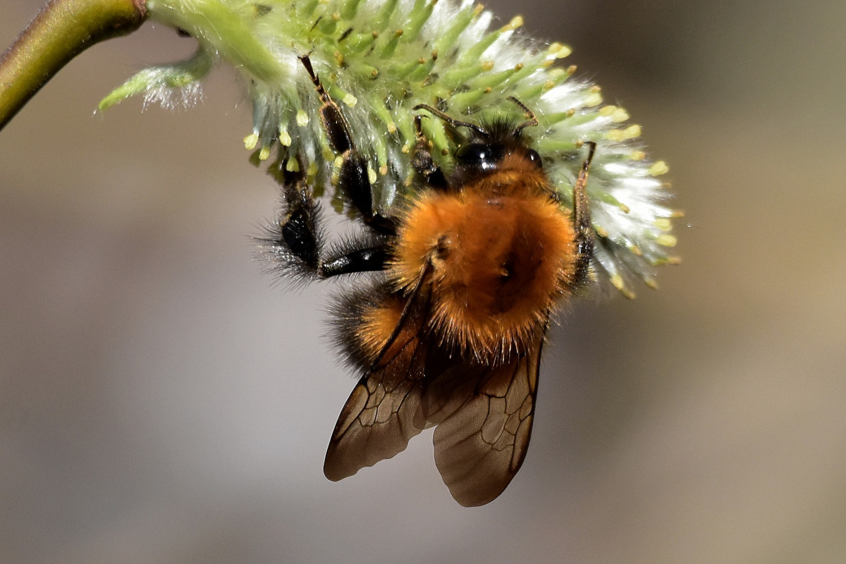 Bombus hypnorum