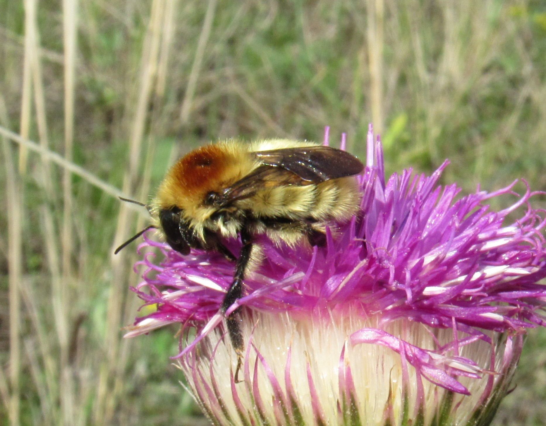Bombus laesus