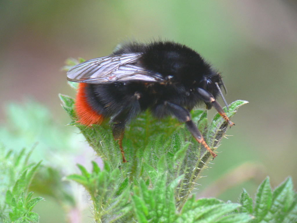 Bombus lapidarius