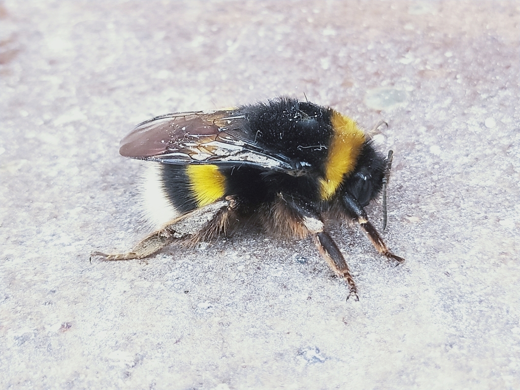 Bombus lucorum