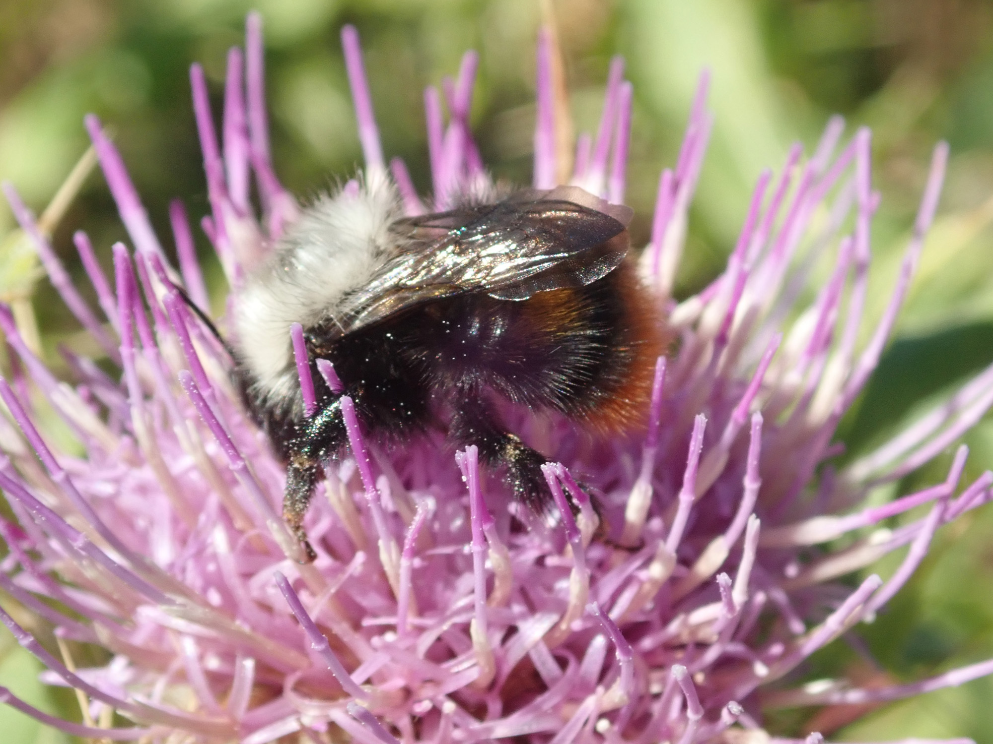 Bombus mlokosievitzii