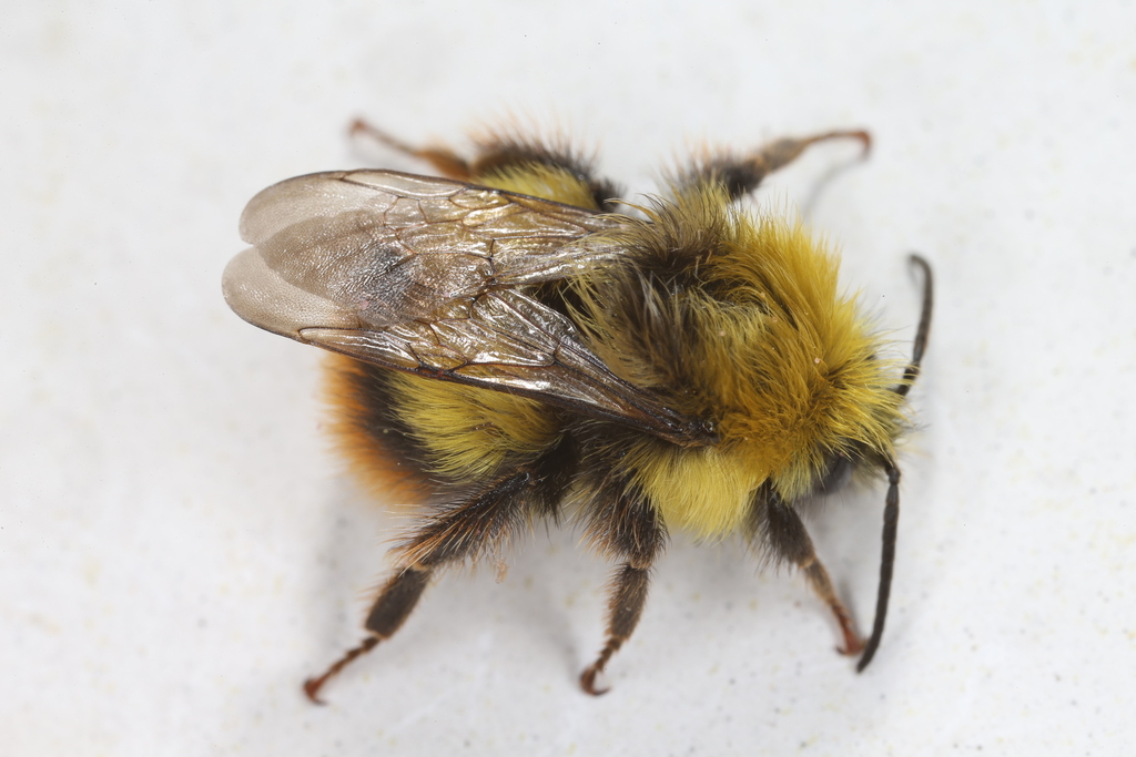 Bombus pratorum