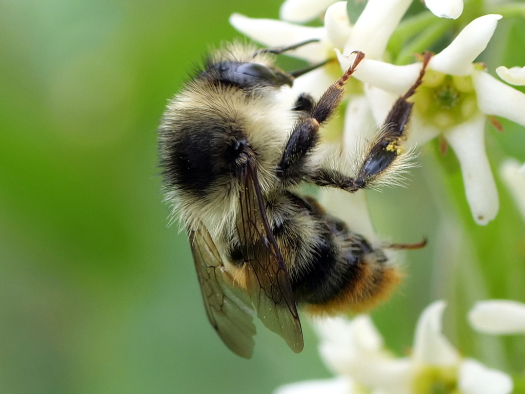 Bombus sylvarum